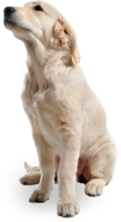 animals & Dogs free transparent png image.