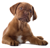 animals & dogs free transparent png image.