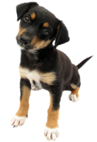 animals & dogs free transparent png image.