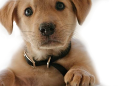 animals & dogs free transparent png image.