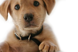 animals & Dogs free transparent png image.