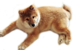 animals & Dogs free transparent png image.