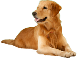 animals & dogs free transparent png image.