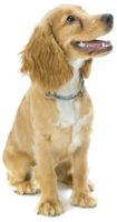 animals & Dogs free transparent png image.