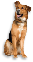 animals & dogs free transparent png image.