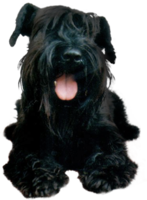 animals & Dogs free transparent png image.