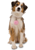 animals & dogs free transparent png image.