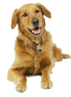 animals & dogs free transparent png image.