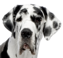 animals & dogs free transparent png image.