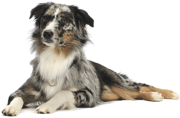 animals & dogs free transparent png image.