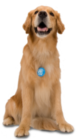 animals & dogs free transparent png image.