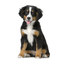 animals & dogs free transparent png image.