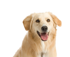 animals & dogs free transparent png image.