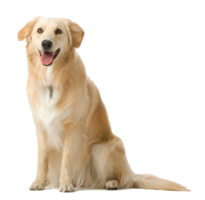 animals & dogs free transparent png image.