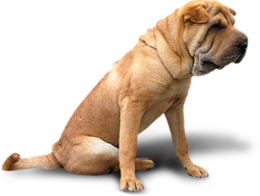 animals & dogs free transparent png image.