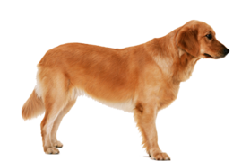 animals & dogs free transparent png image.