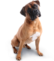 animals & dogs free transparent png image.