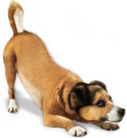 animals & Dogs free transparent png image.
