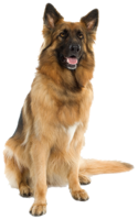 animals & dogs free transparent png image.