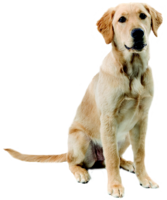 animals & dogs free transparent png image.