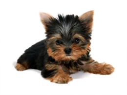 animals & dogs free transparent png image.