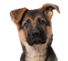 animals & Dogs free transparent png image.
