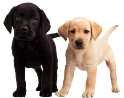 animals & dogs free transparent png image.