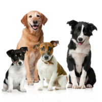 animals & Dogs free transparent png image.