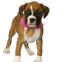 animals & Dogs free transparent png image.