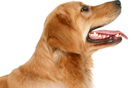 animals & Dogs free transparent png image.