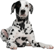 animals & dogs free transparent png image.