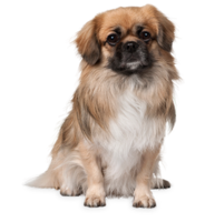 animals & Dogs free transparent png image.