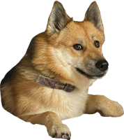 heroes & doge meme free transparent png image.