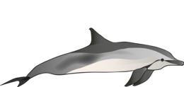 animals & Dolphin free transparent png image.