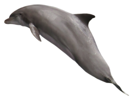 animals & dolphin free transparent png image.