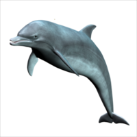 animals & Dolphin free transparent png image.