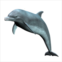 animals & dolphin free transparent png image.