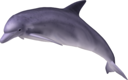 animals & Dolphin free transparent png image.