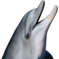 animals & dolphin free transparent png image.