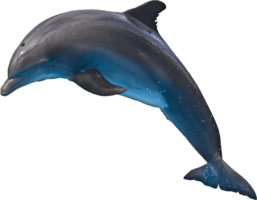 animals & Dolphin free transparent png image.