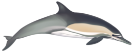 animals & Dolphin free transparent png image.