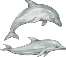 animals & Dolphin free transparent png image.