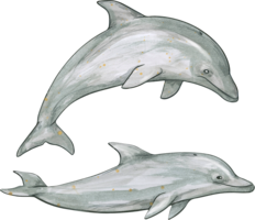 animals & dolphin free transparent png image.