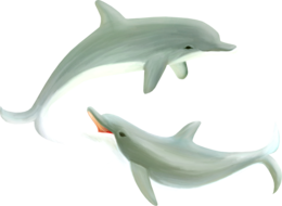 animals & dolphin free transparent png image.