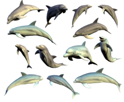 animals & Dolphin free transparent png image.