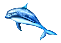 animals & dolphin free transparent png image.