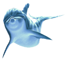 animals & dolphin free transparent png image.