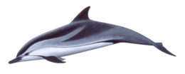 animals & Dolphin free transparent png image.