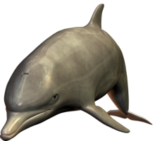 animals & Dolphin free transparent png image.