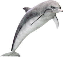 animals & dolphin free transparent png image.